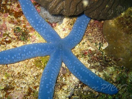 Etoile bleue - Linkia laevigata.JPG